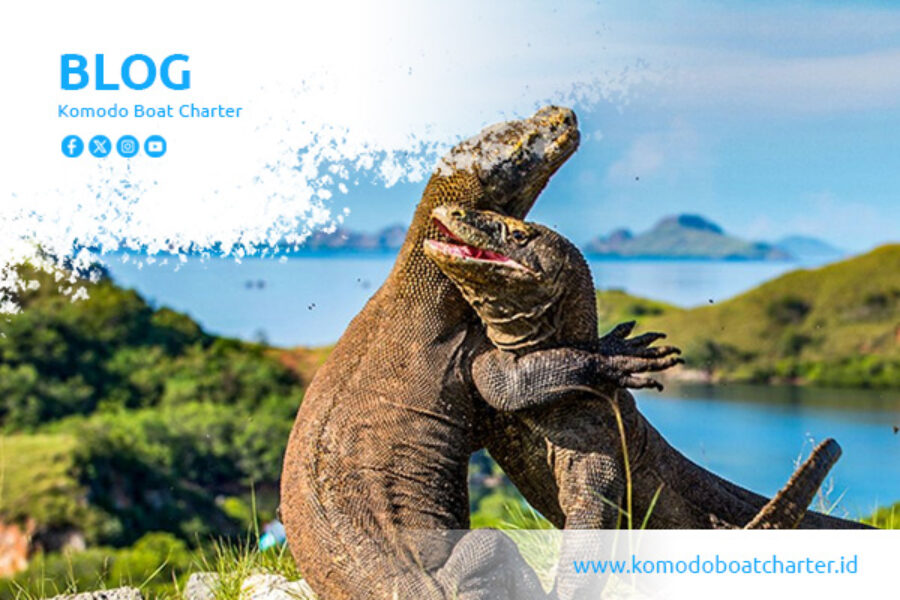 blog komodo boat charter (3)