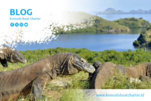 blog komodo boat charter (4)