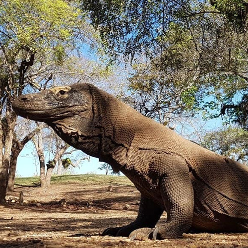 tour package komodo boat charter (3)