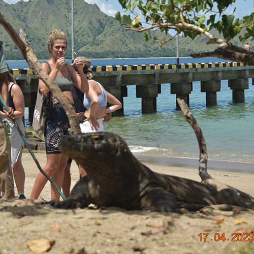tour package komodo boat charter (4)