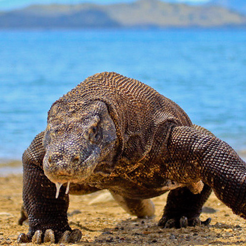 tour package komodo boat charter (6)